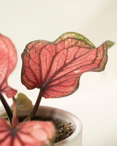 Nahaufnahme einer Baby-Caladium „Lucia“ (3er-Set) mit großen, herzförmigen Blättern mit rosa und grünen Adern, wobei das Hauptblatt scharf vor einem weichen, neutralen Hintergrund hervorsticht.