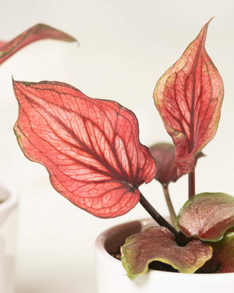 Eine Nahaufnahme von Baby Caladium 'Lucia' (3er-Set) zeigt leuchtend rote, herzförmige Blätter mit kräftigen dunklen Adern und grünen Rändern, die sich wunderschön von einem weichen weißen Hintergrund abheben.