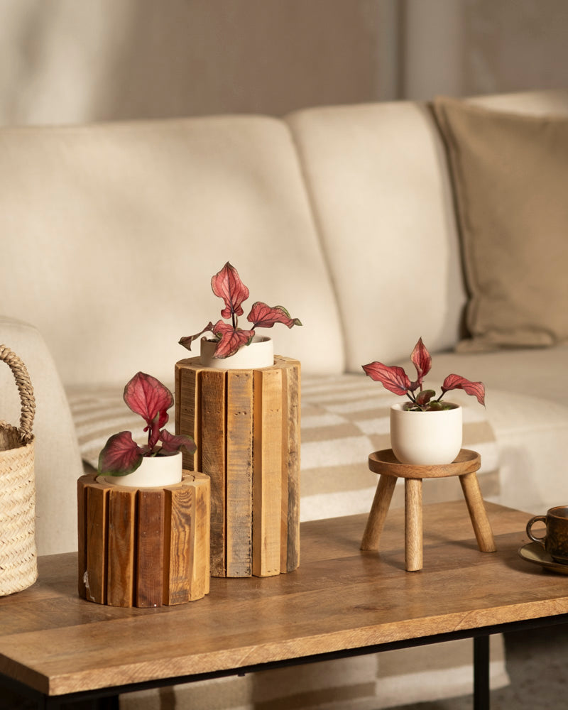 Ein gemütliches Wohnzimmer besticht durch einen Couchtisch aus Holz mit zwei kleinen Pflanzen in Holzvasen und einer Baby-Caladium 'Lucia' (3er-Set) in einem weißen Topf auf einem kleinen Holzhocker. Im Hintergrund steht ein beiges Sofa mit Kissen.