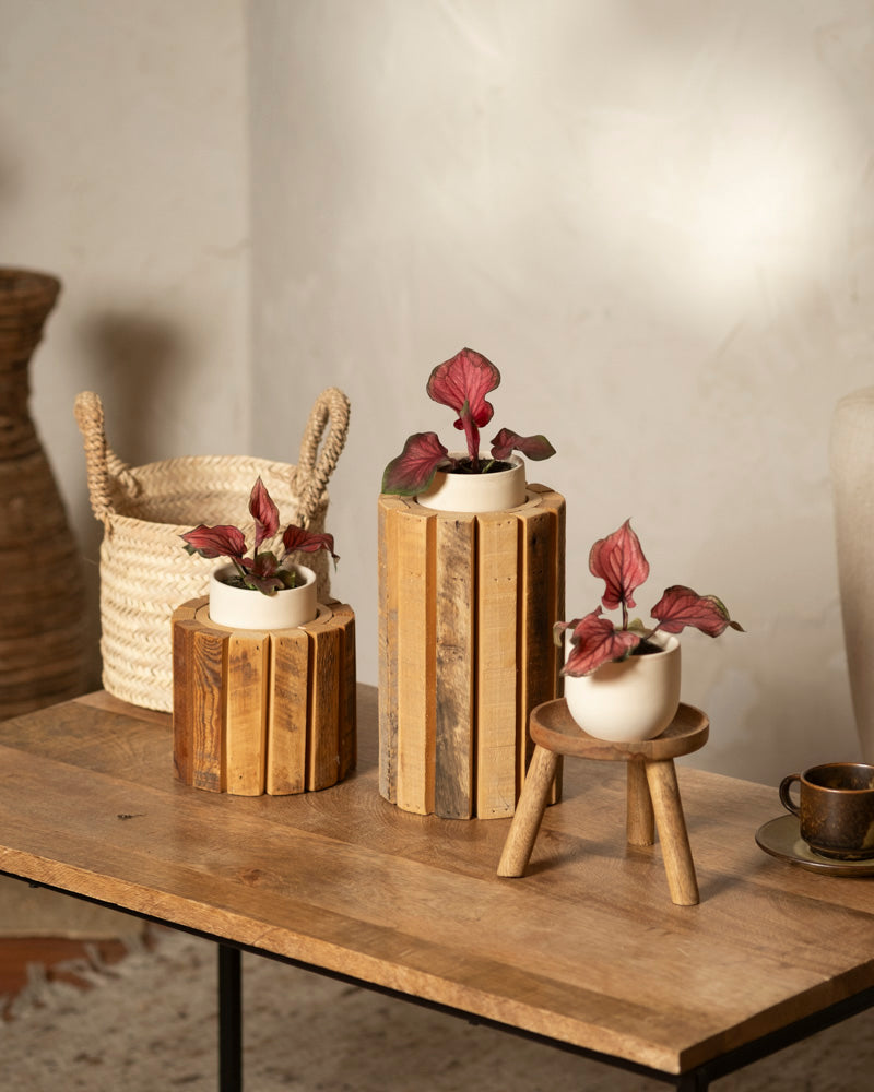 Die Baby-Caladium 'Lucia' (3er-Set) mit rosa und grünen Blättern steht auf einem Holztisch. Jede Pflanze wird in einem einzigartigen Holz- oder Flechtständer geliefert und verleiht dem gemütlichen, minimalistischen Raum Charme.