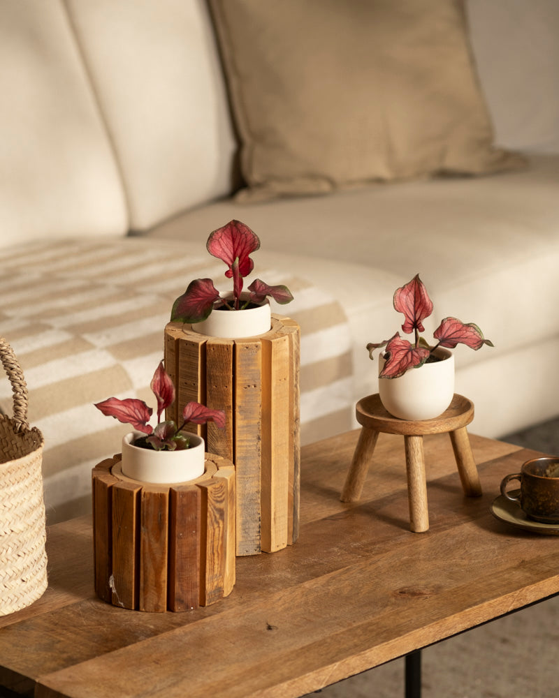 Das Baby Caladium 'Lucia' (3er-Set) präsentiert drei kleine Pflanzen mit rosafarbenen Blättern auf einem hölzernen Couchtisch – zwei in Ständern, eine auf einem Minihocker. Ein beiges Sofa und eine Kuscheldecke schaffen einen gemütlichen Hintergrund.