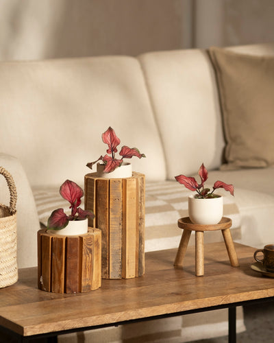 Ein gemütliches Wohnzimmer besticht durch einen Couchtisch aus Holz mit zwei kleinen Pflanzen in Holzvasen und einer Baby-Caladium 'Lucia' (3er-Set) in einem weißen Topf auf einem kleinen Holzhocker. Im Hintergrund steht ein beiges Sofa mit Kissen.
