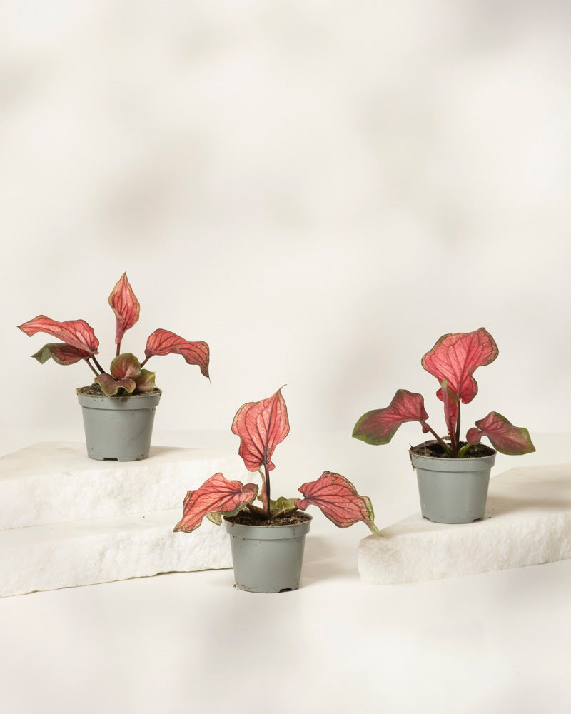 Das Baby Caladium 'Lucia' (3er-Set) mit leuchtend rosa und grünen Blättern wird in einfachen grauen Töpfen auf weißen Plattformen vor einem hellen Hintergrund präsentiert.