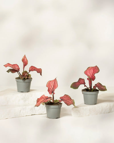 Das Baby Caladium 'Lucia' (3er-Set) mit leuchtend rosa und grünen Blättern wird in einfachen grauen Töpfen auf weißen Plattformen vor einem hellen Hintergrund präsentiert.
