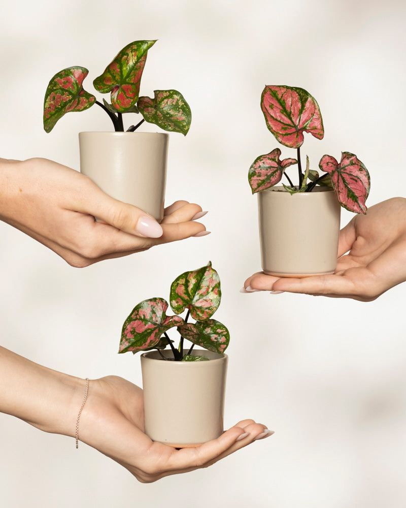 Drei Hände präsentieren beige Töpfe mit der Babytrio Caladium „Purple Light“, die jeweils auffällig grün und rosa panaschierte Blätter aufweisen. Der weiche, unscharfe Hintergrund betont das leuchtende Laub dieser einzigartigen Zimmerpflanzen.