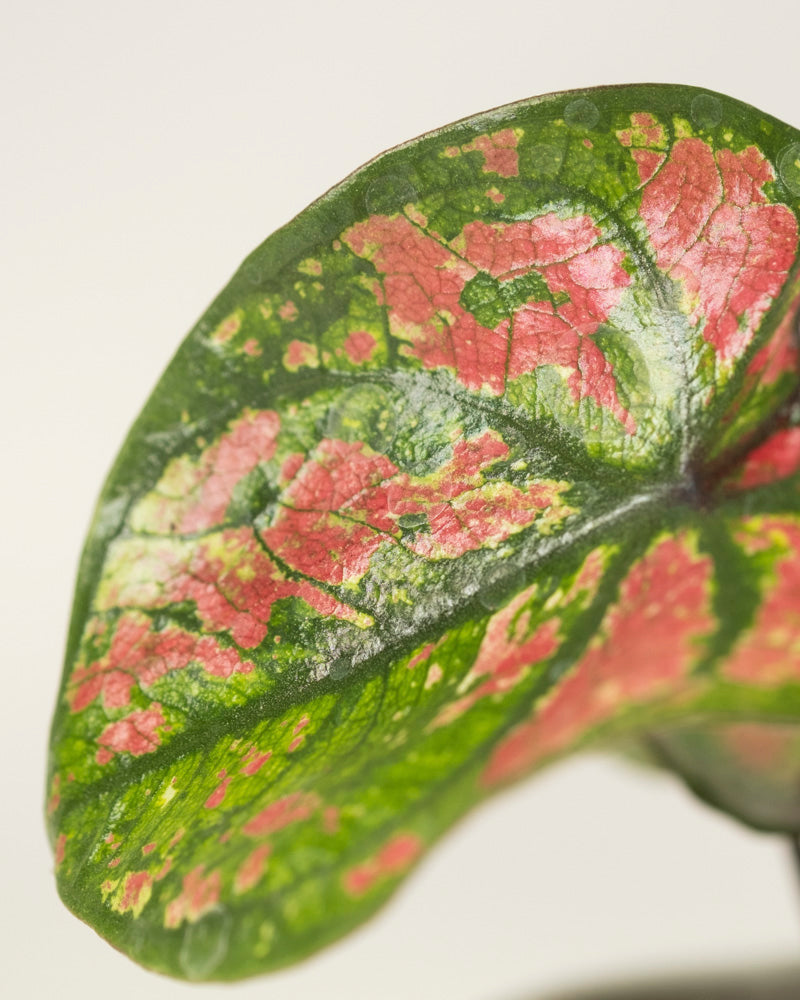 Nahaufnahme eines herzförmigen Blattes der Baby-Caladium gemischt (3er-Set) mit grünen, rosa und roten Mustern, markanten Adern und glatter Textur. Das Zimmerpflanzen-Set ist vor einem leicht unscharfen Hintergrund zu sehen.