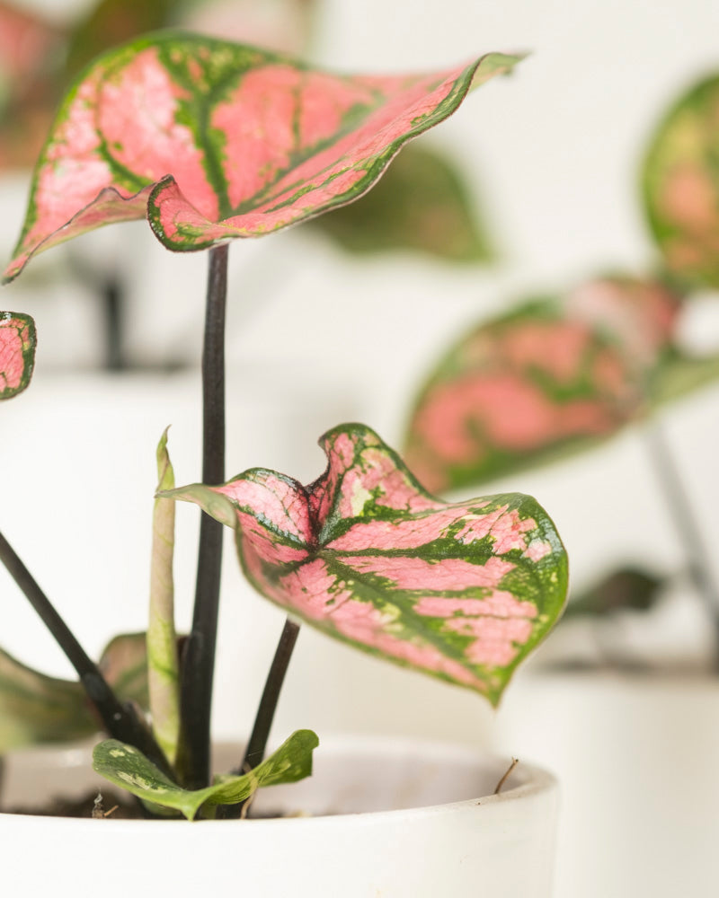 Nahaufnahme des Baby Caladium gemischt (3er Set), einer Zimmerpflanzen-Kollektion mit herzförmigen rosa und grünen Blättern, fotografiert vor einem leicht unscharfen Hintergrund.