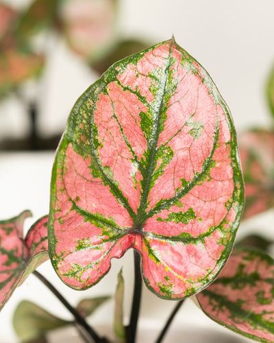 Eine Nahaufnahme eines Blattes der Babytrio Caladium „Purple Light“ zeigt leuchtend rosa und grüne Muster, eine herzförmige Form und markante grüne Adern. Der unscharfe Hintergrund betont das farbenfrohe Laub dieser auffälligen Buntwurz-Sorte.