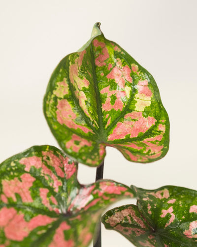 Nahaufnahme von Babytrio Caladium „Purple Light“ mit breiten, herzförmigen Blättern mit grünen und rosa Mustern vor einem hellen, neutralen Hintergrund.