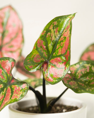 Eine Nahaufnahme eines Babytrio Caladium „Purple Light“ in einem weißen Topf. Die herzförmigen Blätter sind mit leuchtend grünen Rändern und rosa, roten und weißen Sprenkelmustern vor einem leicht verschwommenen Hintergrund zu sehen.