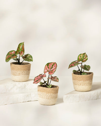 Das Babytrio Caladium „Purple Light“ mit grünen und rosa Blättern besteht aus drei kleinen Topfpflanzen in beigen, geflochtenen Töpfen im Korbstil auf weißen Steinplatten vor einem schlichten hellen Hintergrund.