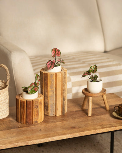 Das Babytrio Caladium „Purple Light“ und zwei weitere kleine Topfpflanzen stehen auf rustikalen Holzständern auf einem Couchtisch, im Hintergrund ein beige-weiß gestreiftes Sofa und ein geflochtener Korb.