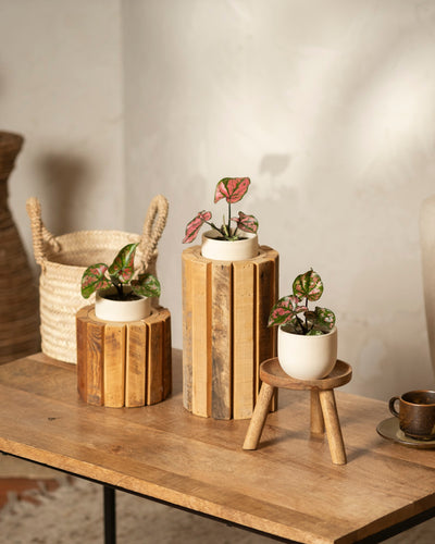 Das Babytrio Caladium „Purple Light“ und andere kleine Buntwurzpflanzen stehen auf Holzständern unterschiedlicher Höhe auf einem Holztisch, vor einem neutralen Hintergrund stehen ein geflochtener Korb und eine braune Tasse mit Untertasse.