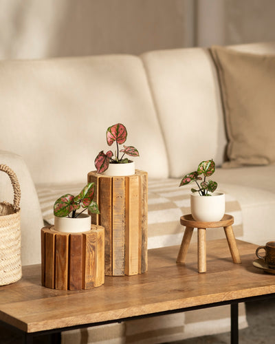 Drei Babytrio Caladium „Purple Light“ Pflanzen stehen auf einem hölzernen Couchtisch – zwei auf Ständern, eine auf einem Hocker. Ein beiges Sofa und ein geflochtener Korb sorgen für Wärme im Hintergrund.