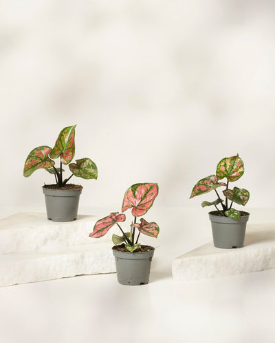 Drei Babytrio Caladium „Purple Light“-Pflanzen mit grün und rosa bunten Blättern werden auf weißen Plattformen vor einem hellen, neutralen Hintergrund präsentiert.