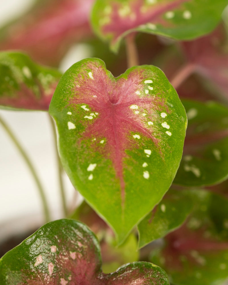 Eine Nahaufnahme eines herzförmigen Blattes der Baby Caladium gemischt (3er Set) zeigt einen grünen Rand, eine rosarote Mitte und weiße Flecken. Ähnliche Zimmerpflanzen aus dem Set sind im Hintergrund weich verschwommen.