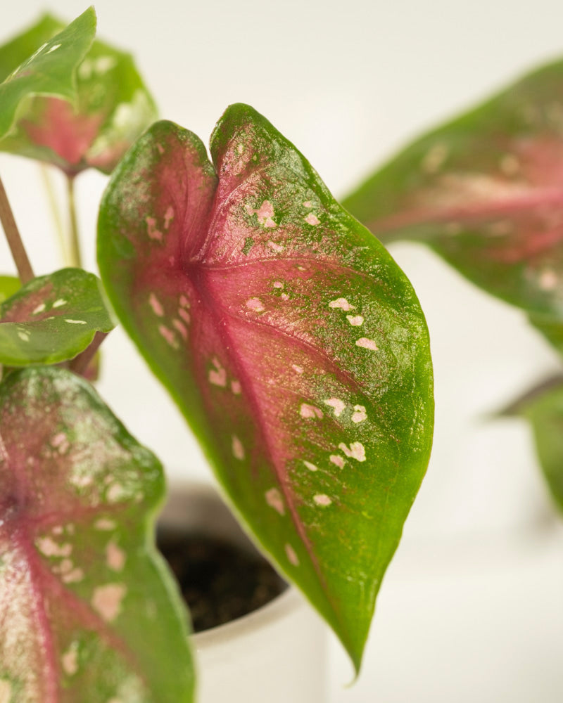 Eine Nahaufnahme eines Blattes einer Baby-Caladium gemischt (3er-Set) mit leuchtend grünen Rändern, einer hellrosa Mitte und weißen Flecken, die in einem Topf mit anderen farbenfrohen Zimmerpflanzen im Hintergrund wächst.