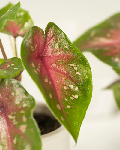 Eine Nahaufnahme eines Blattes einer Baby-Caladium gemischt (3er-Set) mit leuchtend grünen Rändern, einer hellrosa Mitte und weißen Flecken, die in einem Topf mit anderen farbenfrohen Zimmerpflanzen im Hintergrund wächst.