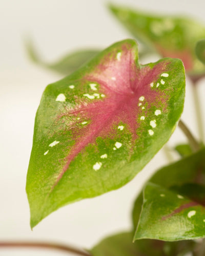 Baby Caladium 'Casey' (3er Set)