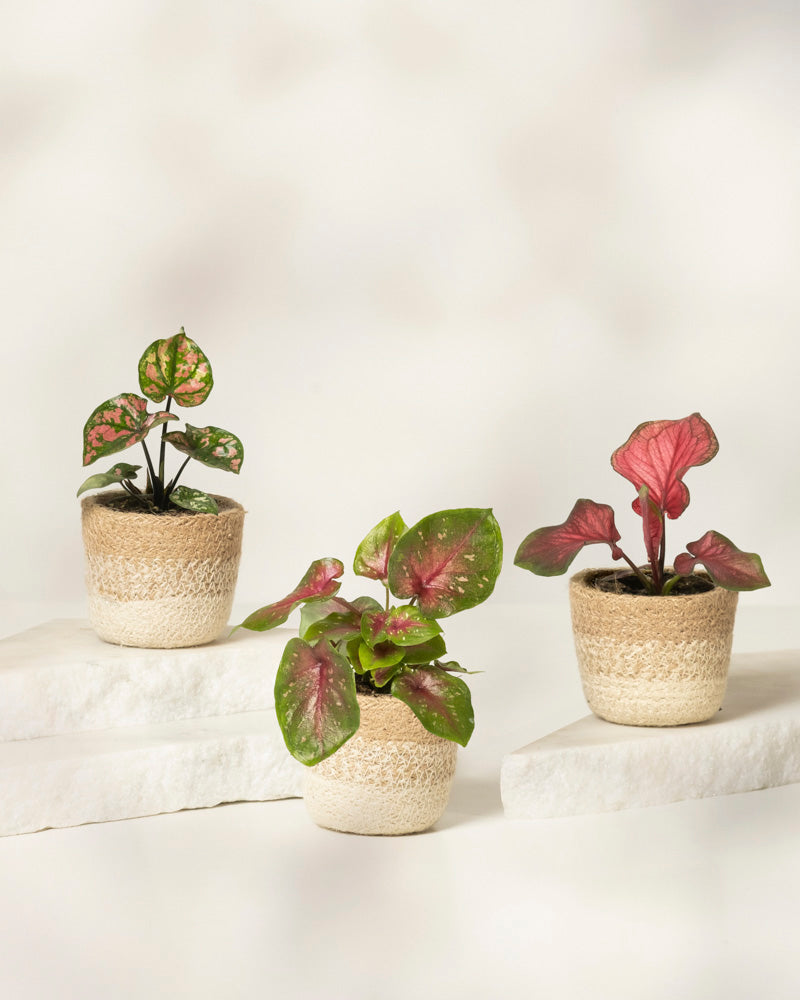 Das Baby Caladium gemischt (3er Set) besteht aus drei kleinen Topfpflanzen mit leuchtend rosa und grünen Blättern in beigen Töpfen mit geflochtener Textur – ideale Zimmerpflanzen für eine stilvolle Innendekoration auf weißen Steinplatten und einem neutralen Hintergrund.