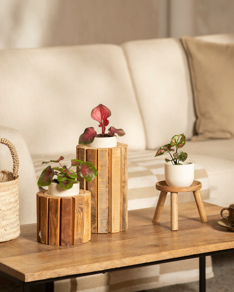 Drei Baby Caladium gemischt (3er Set) Pflanzen stehen auf einem hölzernen Couchtisch – zwei auf hohen Ständern, eine auf einem kleinen Hocker. Im Hintergrund steht ein cremefarbenes Sofa mit beigen Kissen.