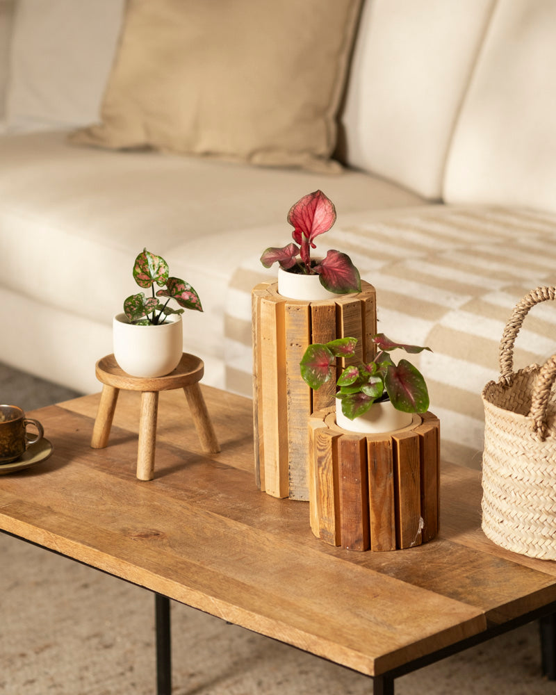 Ein gemütliches Wohnzimmer verfügt über einen Couchtisch aus Holz mit gemischten Baby-Caladium (3er-Set) auf Holzständern, einen geflochtenen Korb und eine beige gestreifte Decke, die über einem cremefarbenen Sofa im Hintergrund hängt.