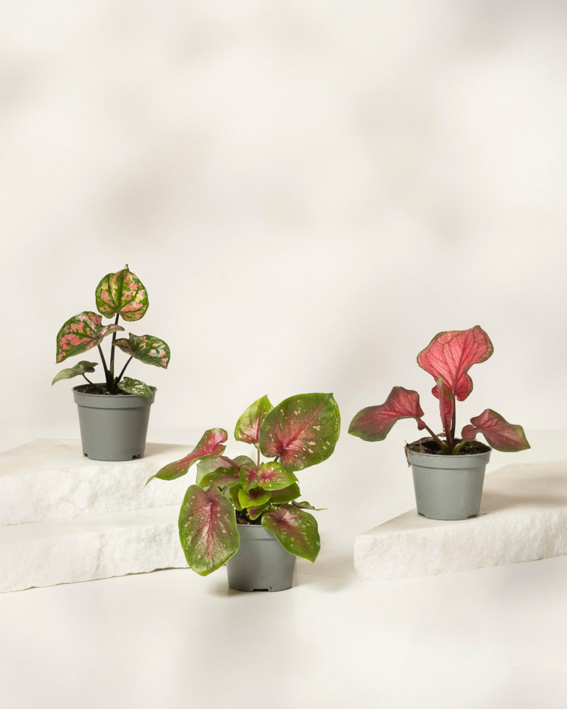 Drei Baby Caladium gemischt (3er Set) mit grünen und rosa Blättern werden auf weißen Plattformen vor einem schlichten, hellen Hintergrund präsentiert.