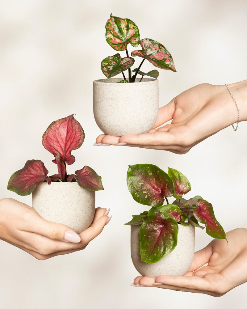 Drei Hände halten das Baby Caladium gemischt (3er Set) – jeder Topf enthält eine einzigartige Caladium bicolor mit leuchtend grünen, rosa und roten Blättern. Ein sanft verschwommener Hintergrund unterstreicht die frische, lebendige Blütenpracht.