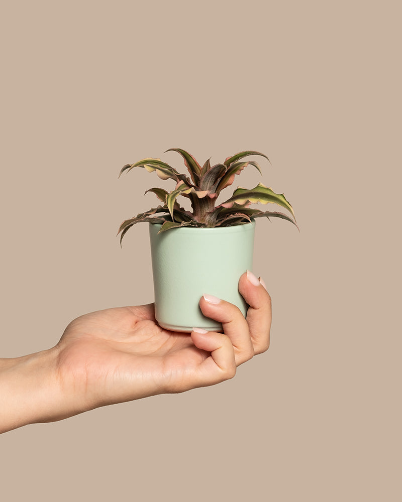 Baby Cryptanthus bivittatus Pink Star