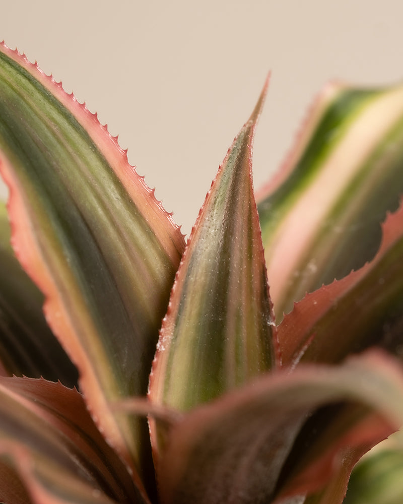 Baby Cryptanthus bivittatus Pink Star