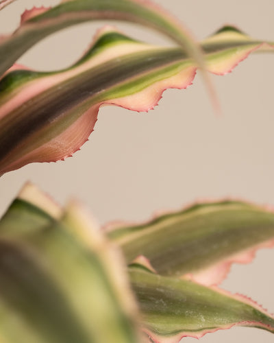 Baby Cryptanthus bivittatus Pink Star