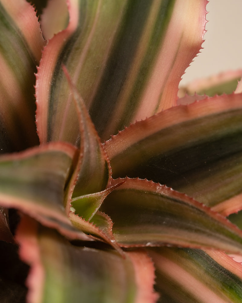 Baby Cryptanthus bivittatus Pink Star