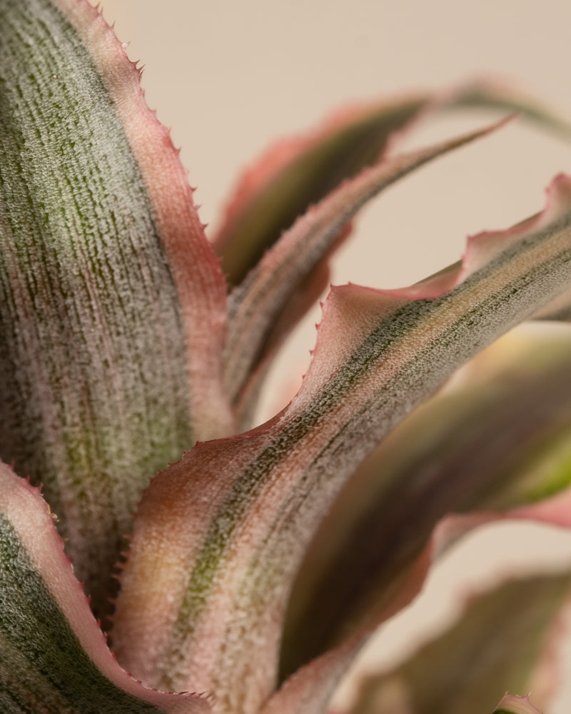 Baby Cryptanthus bivittatus Pink Star