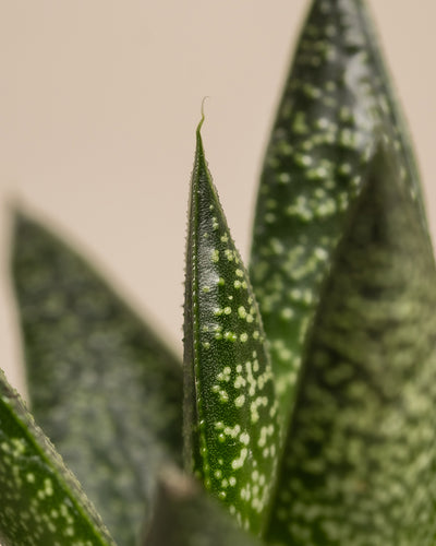 Baby Gasteria ‘Flow’