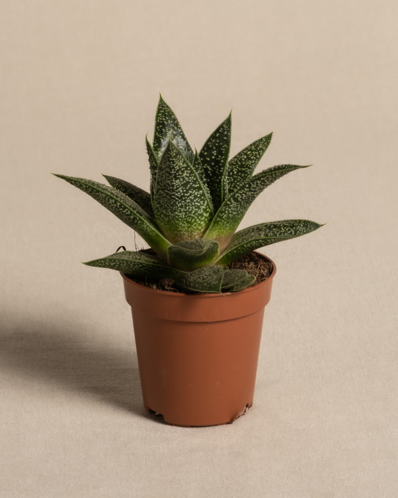 Baby Gasteria ohne Übertopf