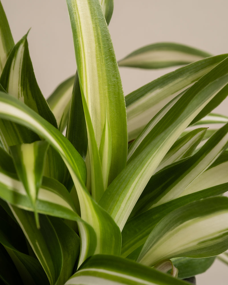 Eine Nahaufnahme der grün-weiß gestreiften Blätter der Dracaena trifasciata, die sich den Platz mit einer winzigen Baby-Grünlilie teilen. Die langen, spitzen Blätter weisen lebendige Muster in hellen und dunklen Grüntönen vor einem neutralen, unscharfen Hintergrund auf – wirklich pflegeleicht.