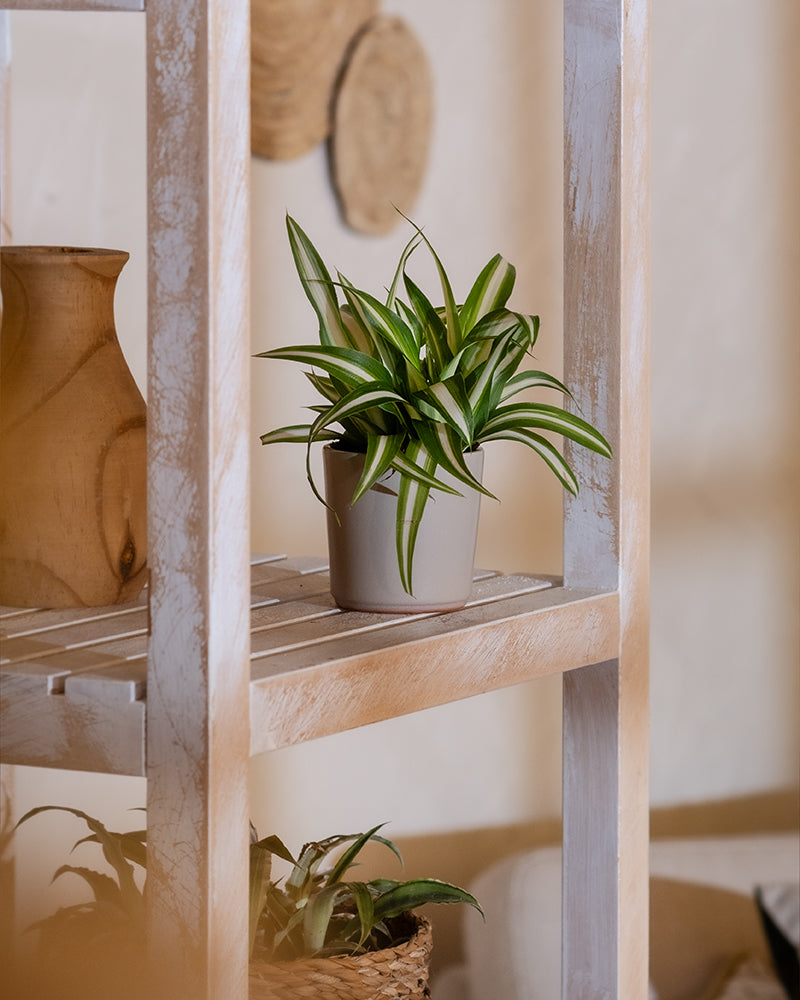 Eine Baby-Grünlilie in einem weißen Topf ruht auf einem verwitterten Holzregal, begleitet von einer Holzvase. Der Hintergrund zeigt eine neutral getönte Wand, die mit verschwommenen Korbdekorationen geschmückt ist, während auf dem unteren Regal eine weitere Pflanze in einem geflochtenen Korb zu sehen ist.