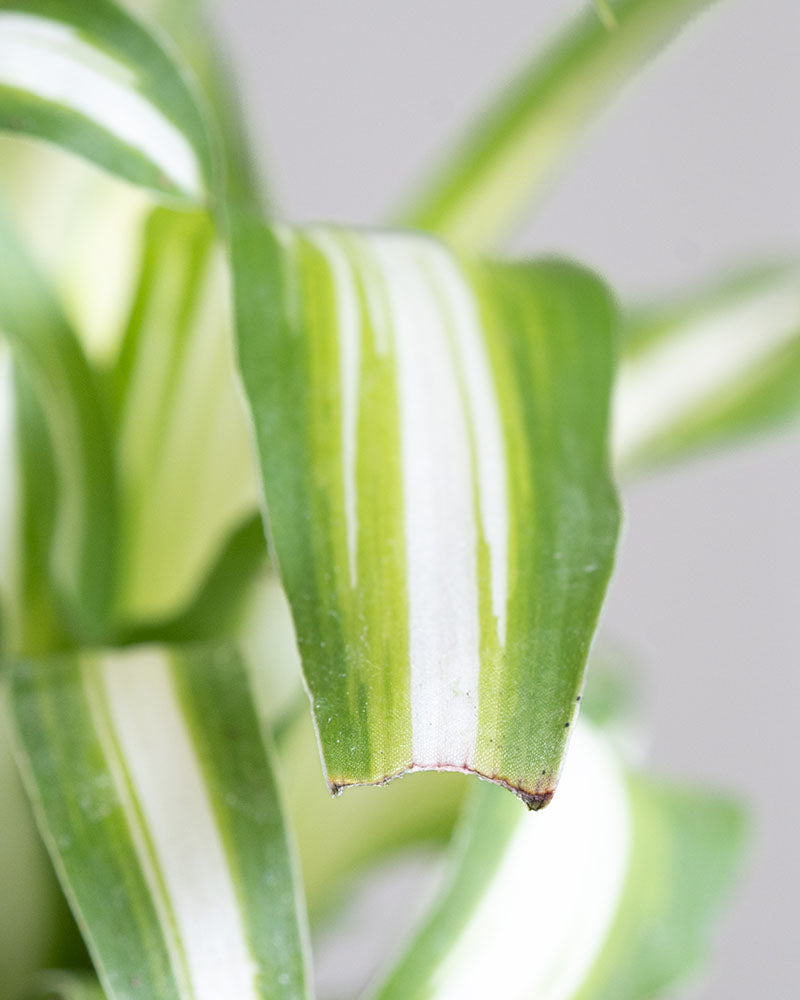 Baby Grünlilie, Detailaufnahme eines Blatts mit kleinem Makel.