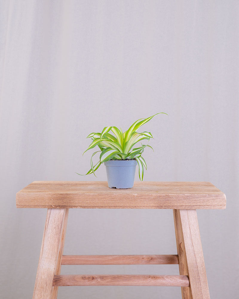 Baby Grünlilie ohne Übertopf auf Holzschemel.