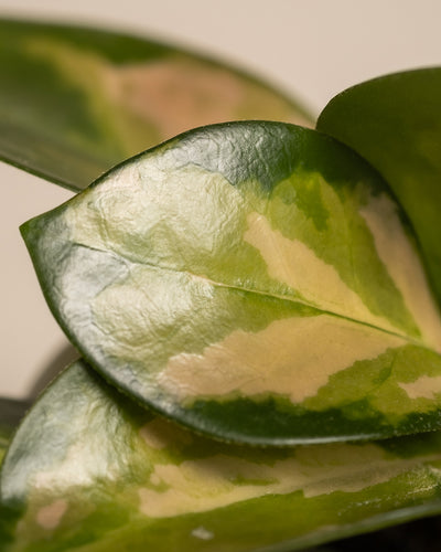 Baby Hoya australis 'Lisa'