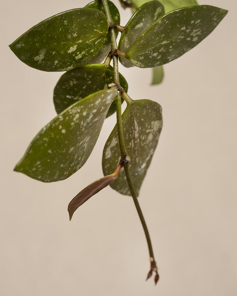Nahaufnahme eines herabhängenden Zweigs der Hoya Babypflanzen-Trio mit wachsartigen grünen Blättern, von denen einige weiße Flecken aufweisen. Der Stiel erstreckt sich nach unten und ist leicht gebogen und endet in einer kleinen Knospe. Der Hintergrund ist schlicht und beige.