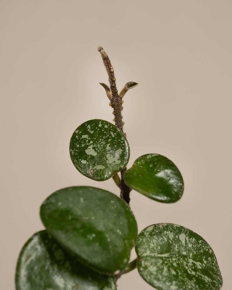 Nahaufnahme des oberen Teils einer grünen Pflanze mit kleinen, runden Blättern und einem einzelnen kahlen Stängel in der Mitte. Die Blätter der Pflanze weisen ein leicht gesprenkeltes Muster auf. Dieses hübsche Exemplar passt perfekt zu jedem Babypflanzen-Trio Hoya. Der Hintergrund ist schlicht beige.
