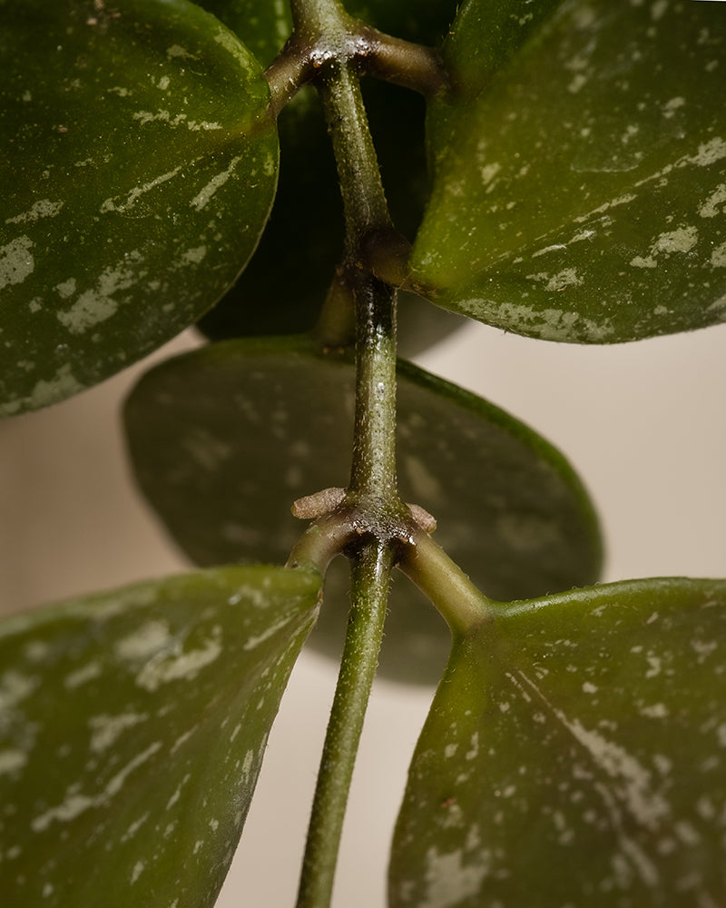 Nahaufnahme eines Pflanzenstiels mit runden, grünen Blättern, wie man sie oft bei Babypflanzen-Trio Hoya sieht. Die Blätter haben ein leicht gesprenkeltes Aussehen mit hellen Flecken. Der dünne Stiel weist kleine Knoten auf, an denen die Blätter befestigt sind. Der Hintergrund ist unscharf, wodurch die Pflanzendetails schön hervorgehoben werden.