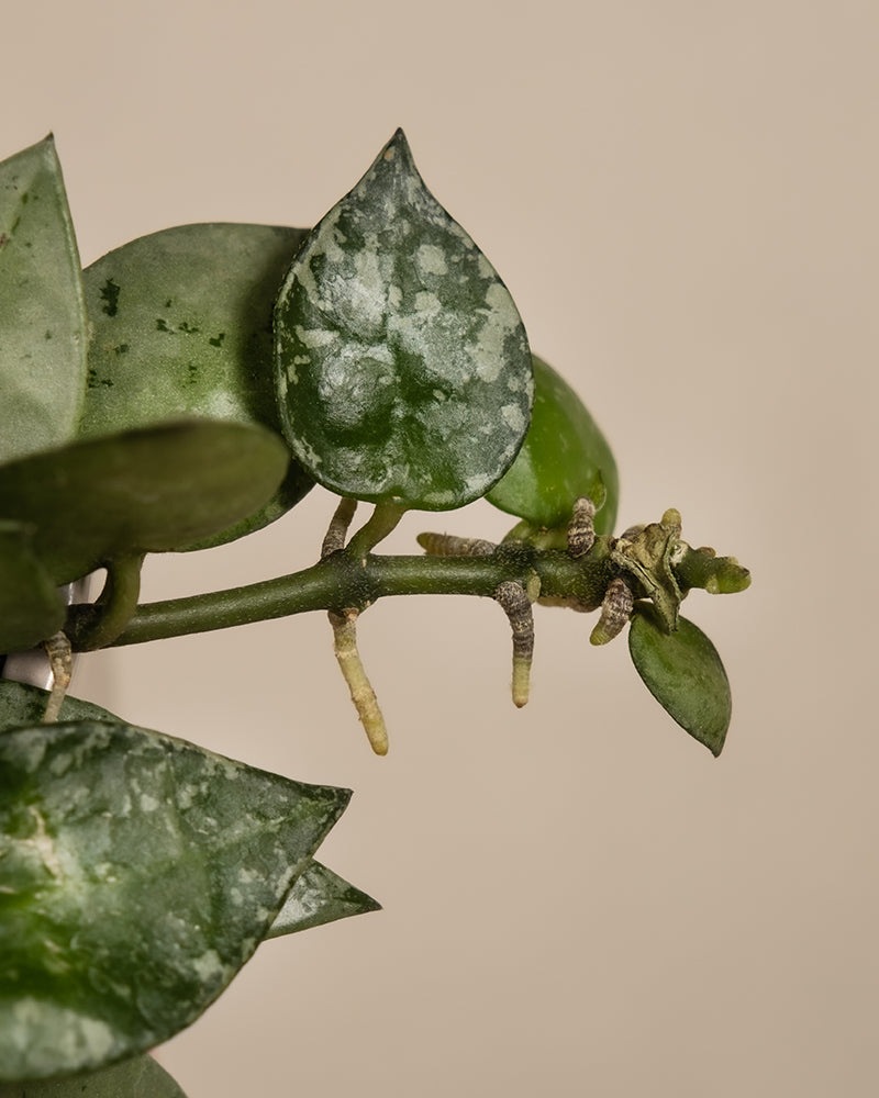 Eine Nahaufnahme eines Pflanzenzweigs mit mehreren Blättern. Die Blätter sind dunkelgrün mit einigen weißen Flecken, charakteristisch für die Hoya-Art Babypflanzen-Trio. Der Hintergrund ist schlicht und beige. Die Stängel und Luftwurzeln der Pflanze sind ebenfalls sichtbar und tragen zu ihrer Schönheit bei.