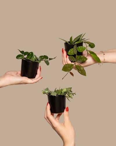 Drei Hände halten kleine Topfpflanzen vor einem beigen Hintergrund. Die Hände sind so angeordnet, dass eine oben rechts, eine oben links und eine unten in der Mitte steht. Jeder Topf enthält eine andere grünblättrige Pflanze aus einem Babypflanzen-Trio Hoya. Die Hände haben rot lackierte Nägel.