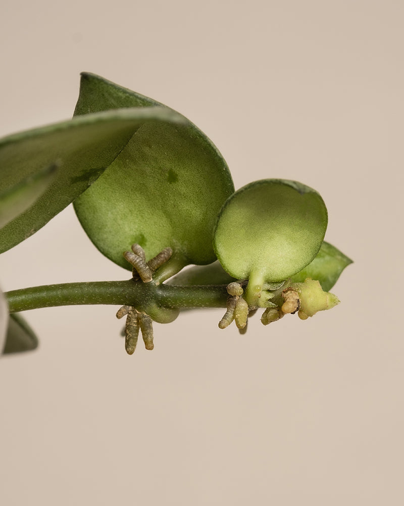 Nahaufnahme eines Pflanzenstiels mit zwei grünen, flachen und abgerundeten Blättern. Aus dem Stängel und zwischen den Blättern sind kleine Luftwurzeln zu sehen. Der Hintergrund ist in einem schlichten, hellen Beige gehalten und hebt dieses Mitglied der Babypflanzen-Trio Hoya-Kollektion hervor.