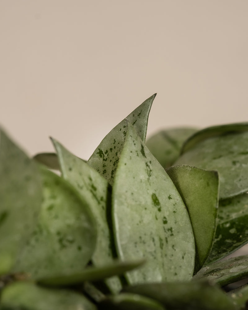 Nahaufnahme einer grünen Sukkulente mit dicken, fleischigen Blättern mit dunkelgrünen Sprenkeln. Der Hintergrund ist in einem sanften, neutralen Beige gehalten, wodurch die Textur und die Muster der Pflanze hervorgehoben werden. Diese bezaubernde Ergänzung ergänzt jedes Babypflanzen-Trio Hoya perfekt.