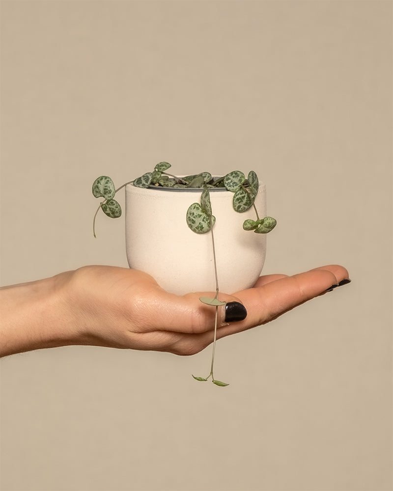 Baby Leuchterpflanze in einem Keramiktopf balanciert auf einer Hand