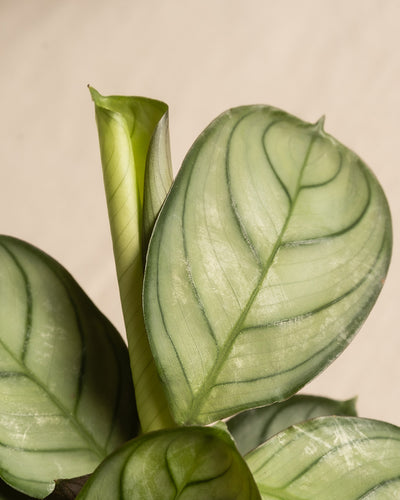 Nahaufnahme einer grünen Baby-Maranta ‚Amabilis Mint‘ mit großen, geäderten Blättern und einem neuen Blatt, das sich aus der Mitte entfaltet. Die Blätter weisen ein gemustertes Aussehen in hellen und dunklen Grüntönen auf. Ideal für einen halbschattigeren Standort, gedeiht sie am besten mit Bodenbewässerung vor einem neutralen, beigen Hintergrund.