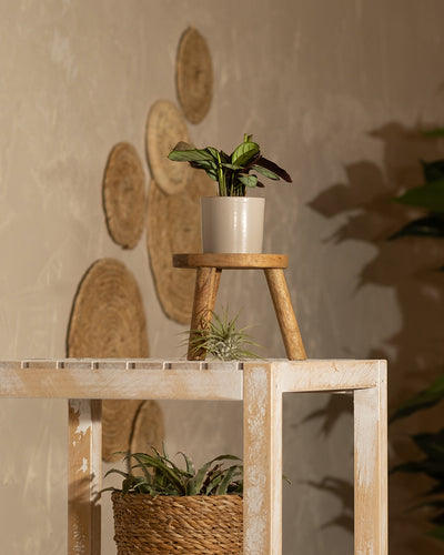 Eine junge Maranta 'Amabilis Mint' in einem weißen Topf steht auf einem Holzhocker auf einem weißen Regal in Used-Optik. Darunter befindet sich in einem geflochtenen Korb eine weitere Pflanze, die von unten gegossen werden sollte. Im Hintergrund hängen kreisförmige geflochtene Wanddekorationen, rechts ist teilweise eine Blattpflanze zu sehen.